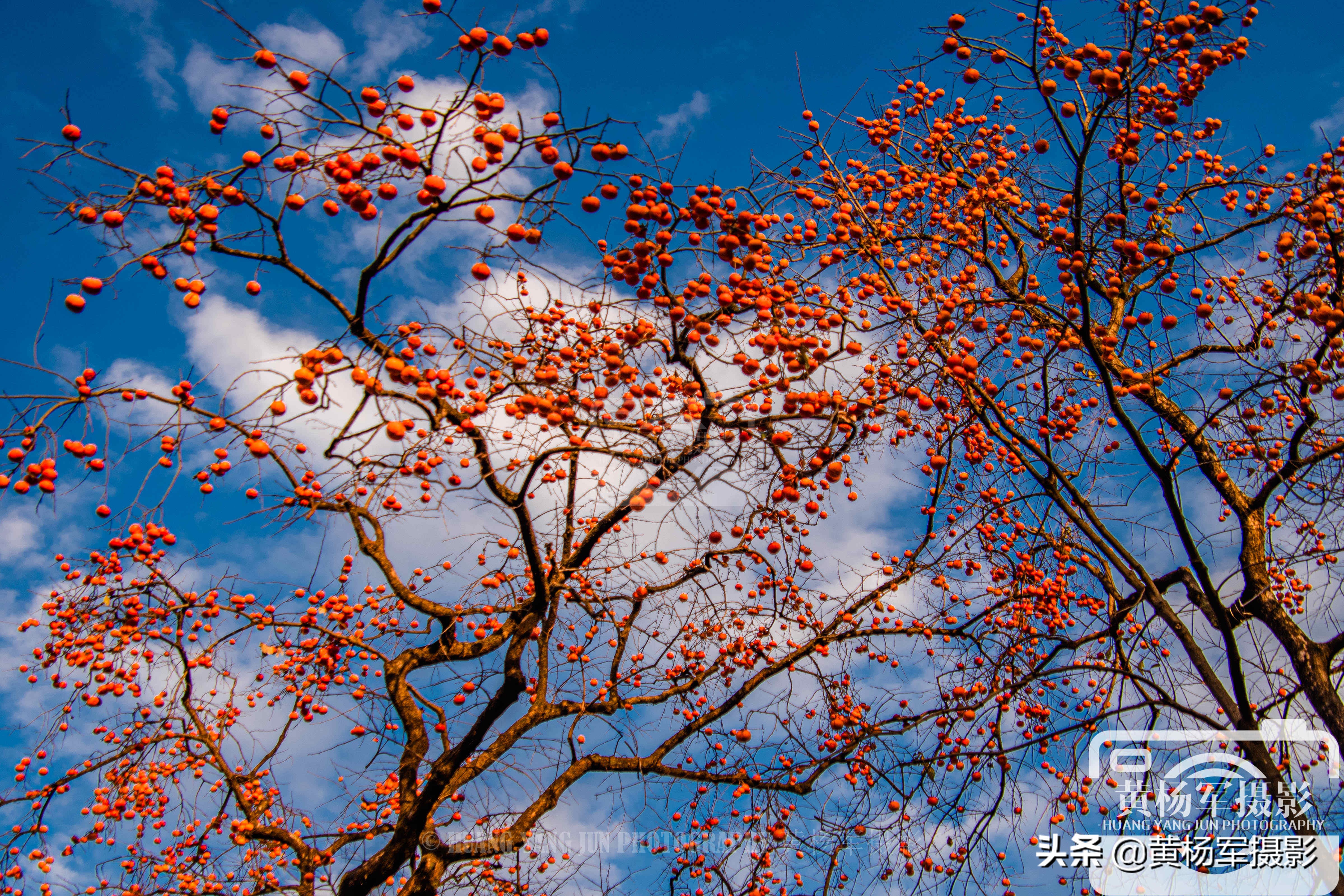 家乡的柿子熟了挂满枝头惹人喜爱,山里的柿子树熟了这里真美