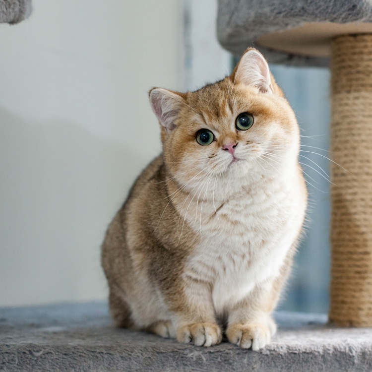 英短虎斑猫黑下巴怎么回事,银渐层猫咪黑下巴治疗