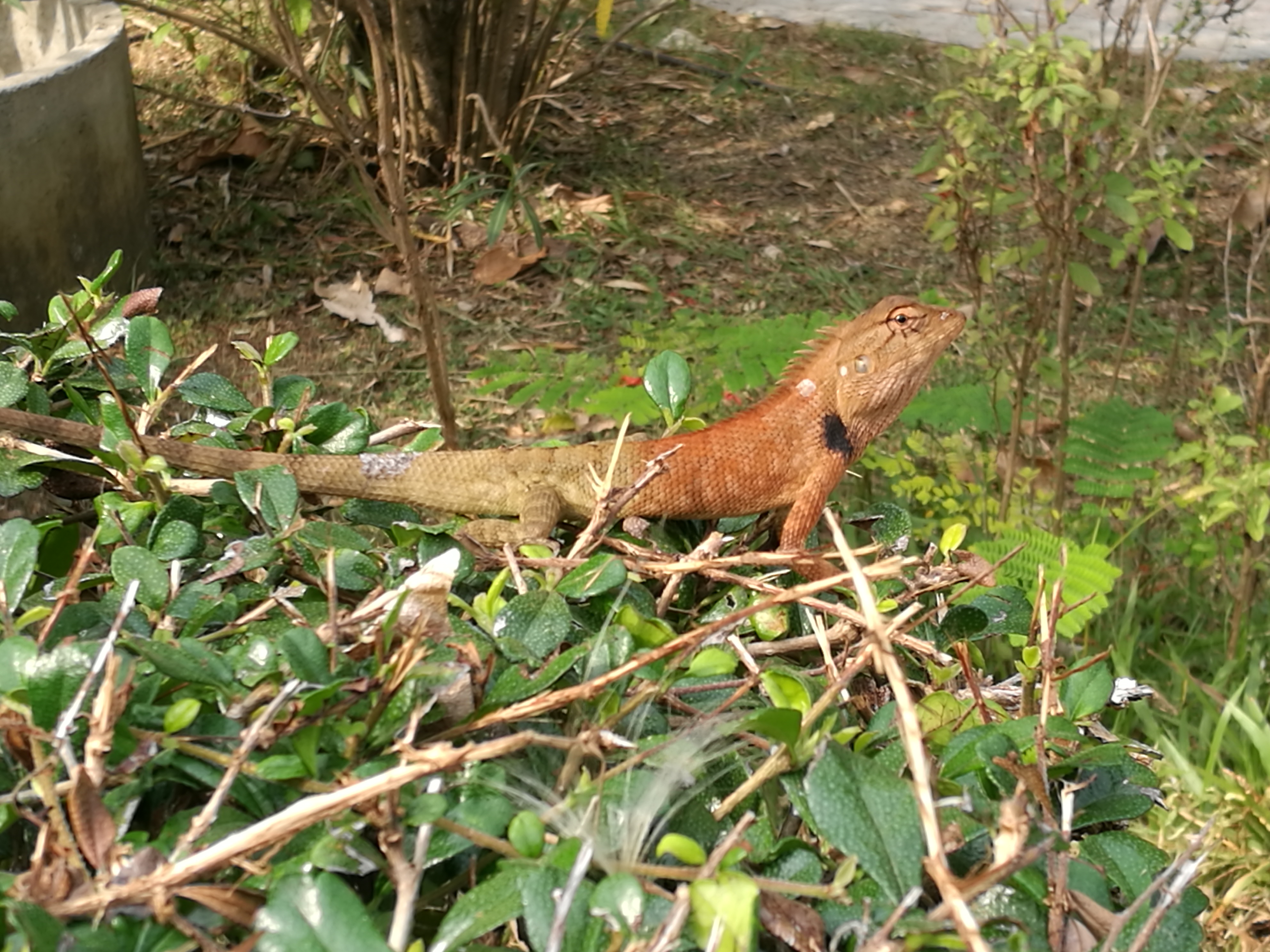 泰国普吉岛斯米兰岛旅游攻略,泰国旅游普吉岛的夏天皮皮岛浮潜