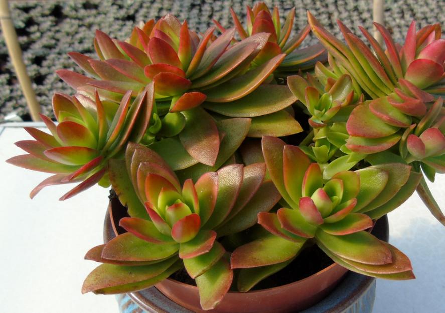 多肉火祭怎么养叶子圆润,多肉火祭叶片干瘪厉害