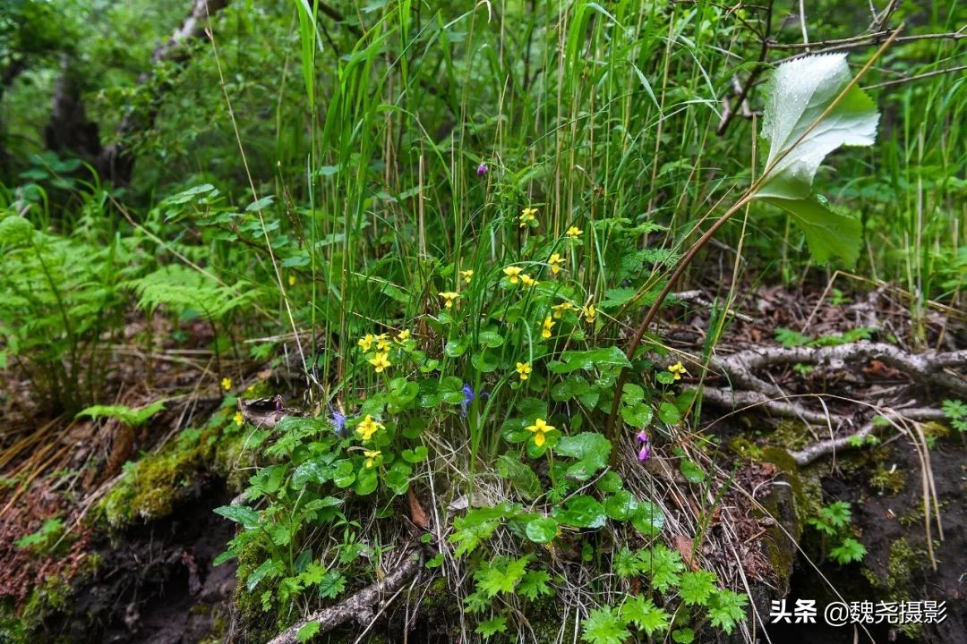 各个季节的野生兰花,北京百花山野生兰花图片