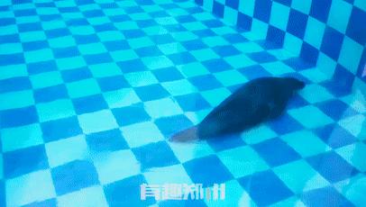 郑州市动物园开放,郑州市动物园什么时候去合适