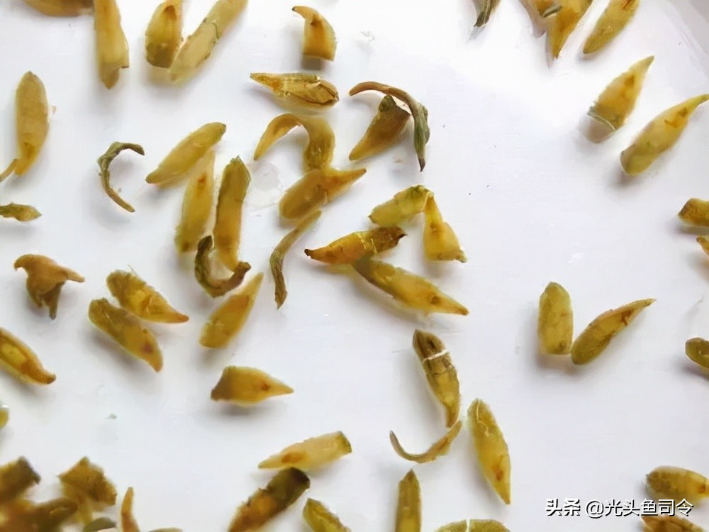 常见几种鱼体寄生虫,鱼类身上肉眼可见的寄生虫