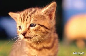 幼猫吃完猫粮便血怎么回事,幼猫吃完羊奶和猫粮拉肚子