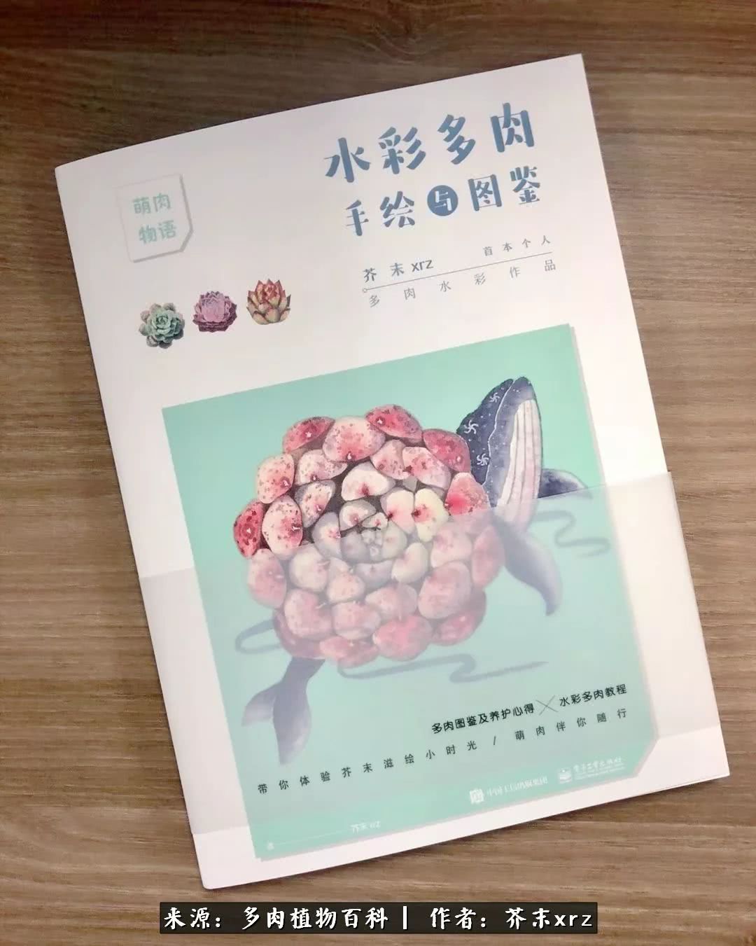 那个爱画多肉的小姑娘带着她的心头肉又来啦！