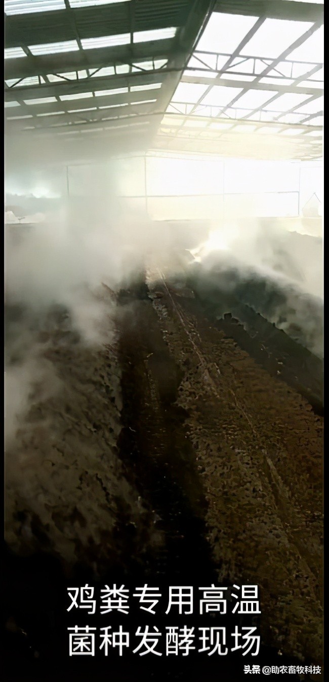 鸡粪有机肥除臭最有效的方法,鸡粪怎么发酵做养花肥料