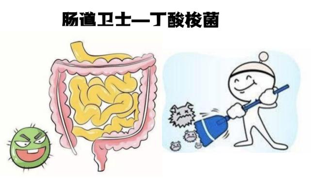 肠道菌的功效与作用,丁酸梭菌对水产动物肠道的作用