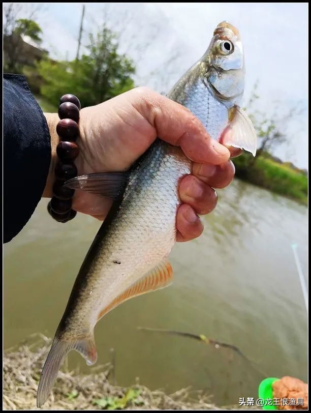 奶香鲫好用还是腥香鲫好用,夏天蓝鲫用腥香还是用奶香