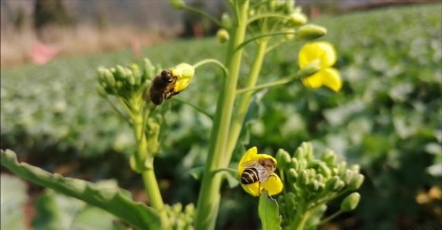怎么防止蜜蜂起蚁巢,春季蜜蜂为什么爱蜇人