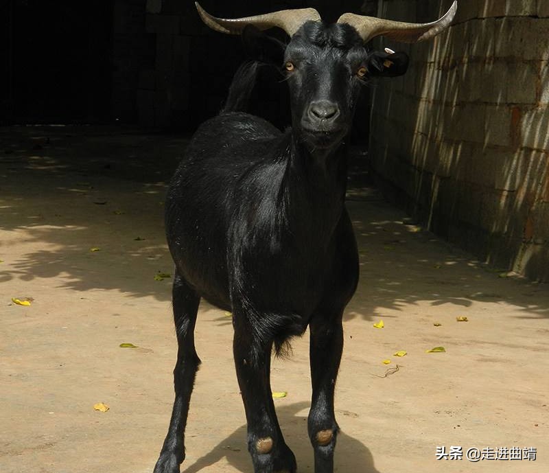 曲靖师宗有什么特色,曲靖市师宗哪里有好吃的