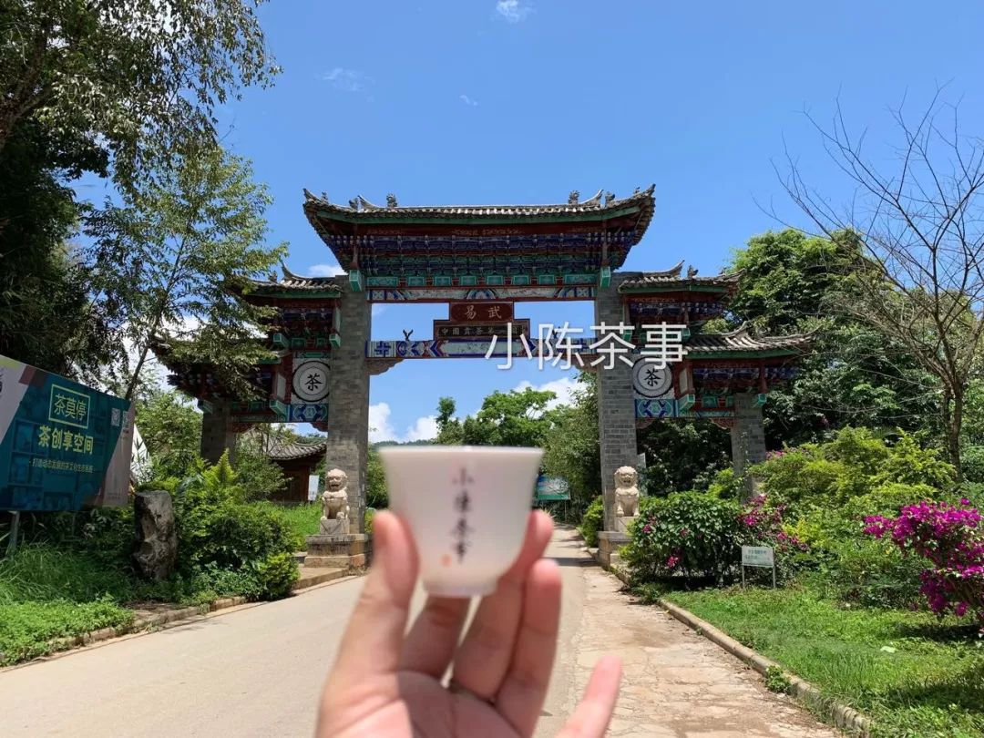 普洱茶古树茶小众山头,普洱茶古树茶与台地茶的区别在哪