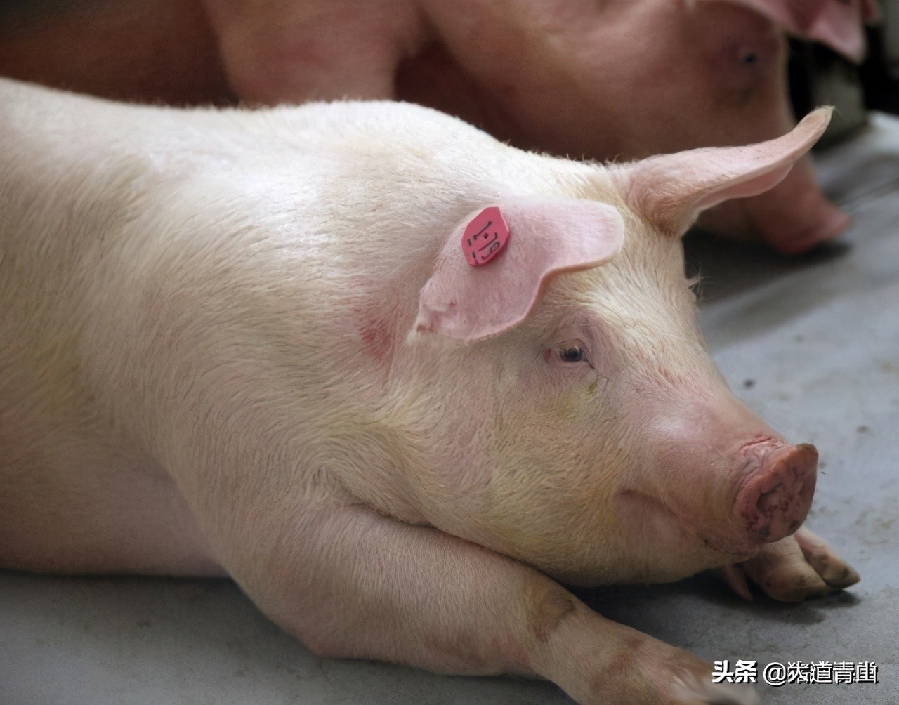 猪无名高热病的防治进展,小猪无名高热用什么药