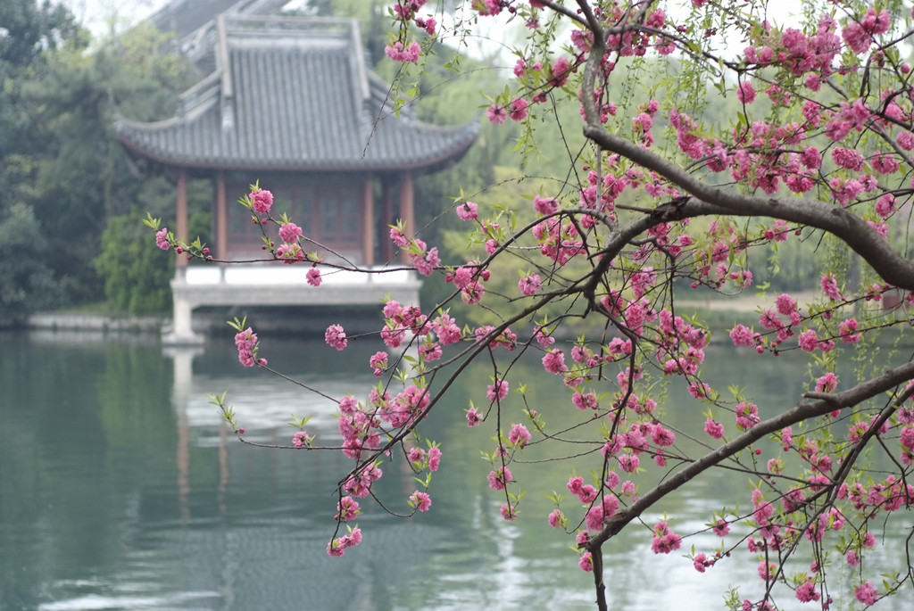 浙江杭州西湖苏堤冬景图片,杭州西湖风景名胜区苏堤