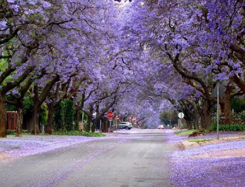 100种常见观叶植物图鉴史上最全,农村常见的100种植物