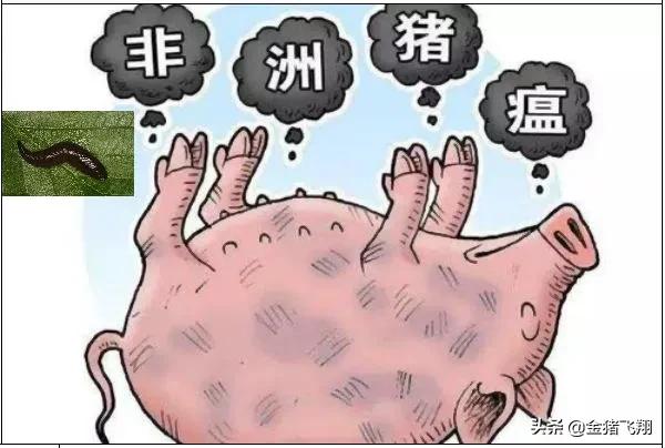 请注意养猪用水!最新发现水蛭可以携带非洲猪瘟病毒达140天