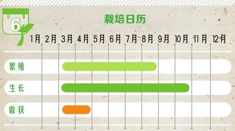 玫瑰难养,玫瑰养活小技巧