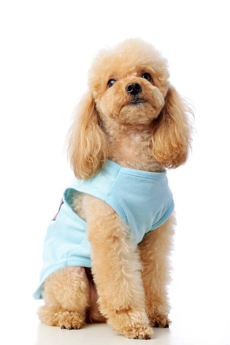 泰迪犬几个月开始训练比较合适,泰迪犬几个月开始训练最好