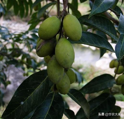 小叶油橄榄与大叶油橄榄的区别,橄榄油的橄榄跟普通橄榄区别