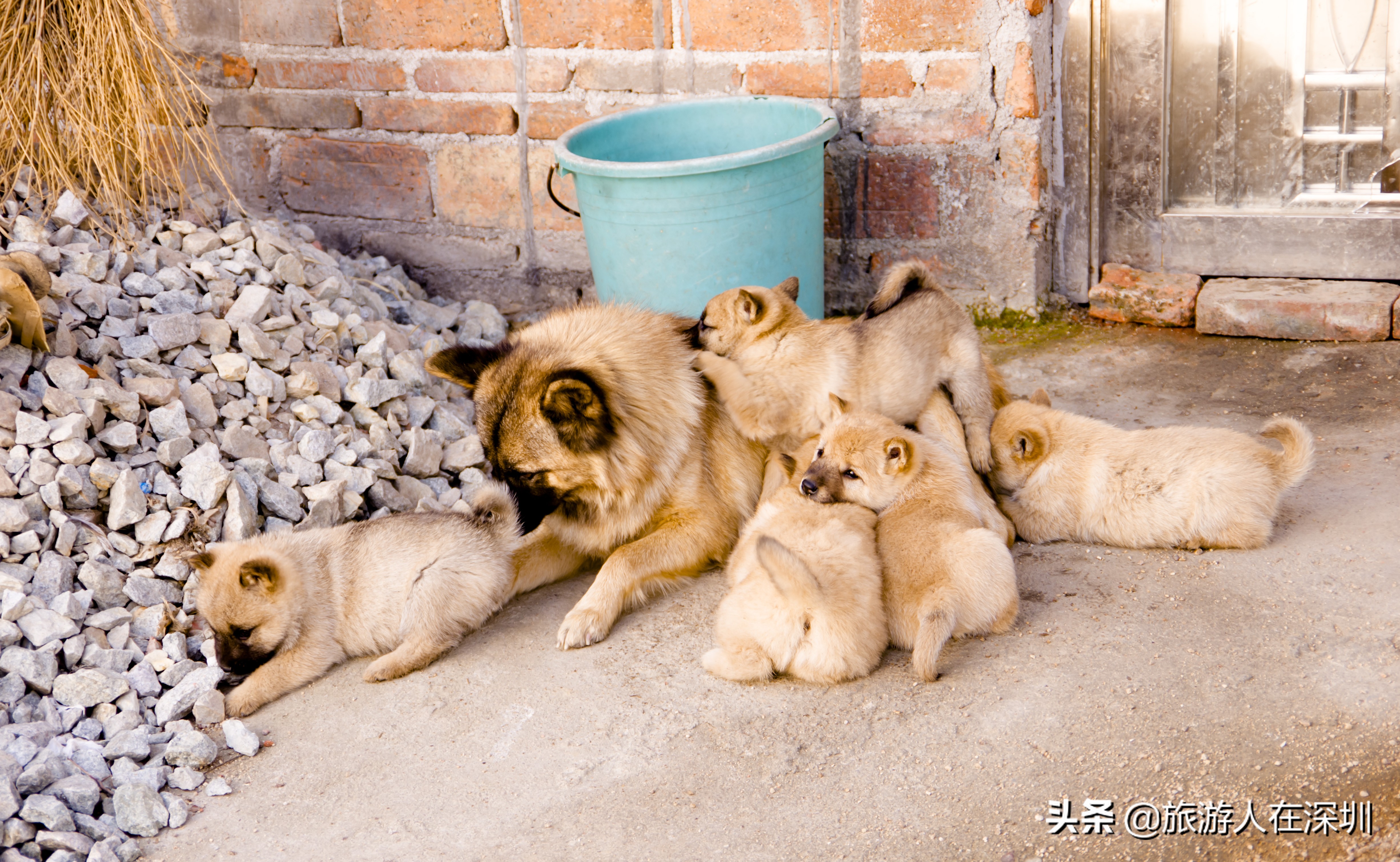 南雄看银杏一日游,去南雄看银杏叶哪里好看点