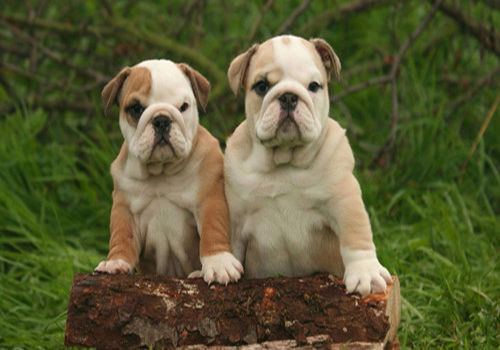 养宠经验狗狗着凉拉稀怎么办,养宠经验狗狗受伤怎么处理伤口