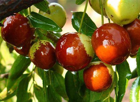 崔尔庄冬枣,皇家贡枣