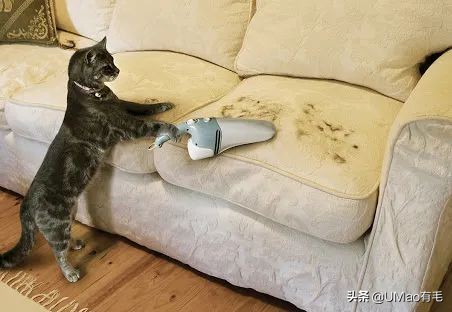 猫咪特别小如何分辨它是不是矮脚,什么小猫咪又乖又掉毛少