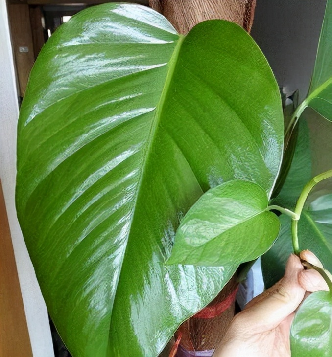 用它兑点水,从“绿萝柱”顶上倒进去,7天后出现50cm“巨叶”