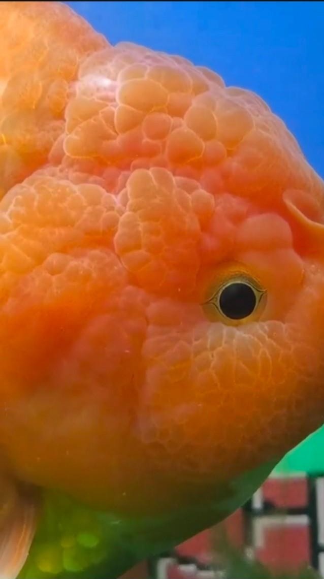 金鱼拉空气便是怎么回事,金鱼空气便治疗