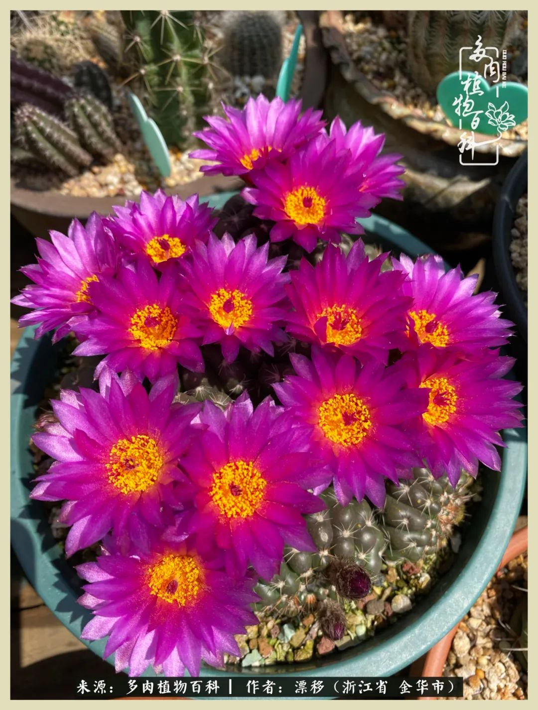仙人球开花并散发着香味,仙人球花盛开吐露芬芳