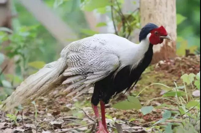在山上捡的野山鸡,发现野生山鸡