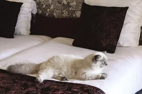 泰国酒店为什么不让带榴莲,为什么泰国酒店不让带榴莲