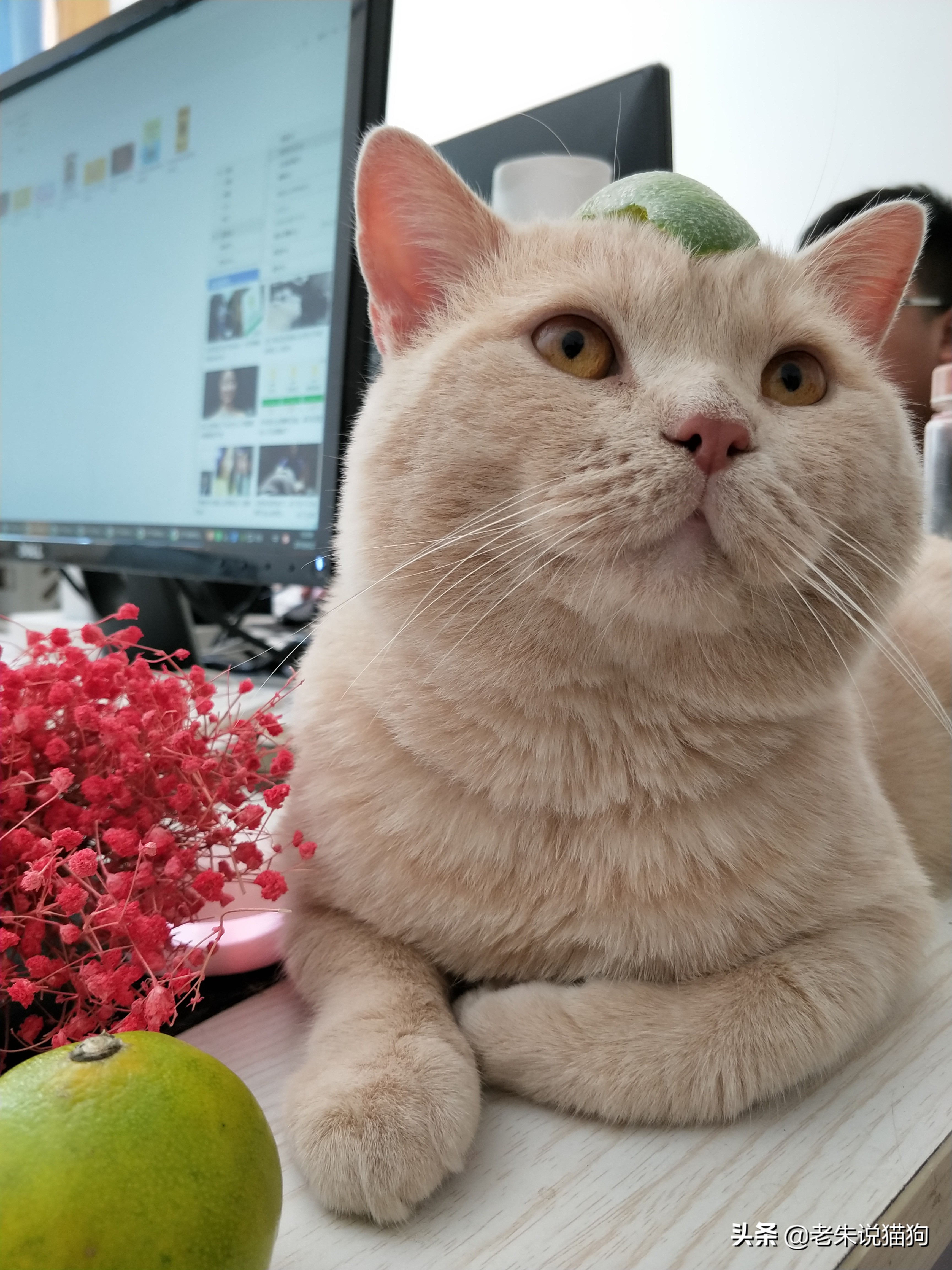 过年猫咪吃什么,过年猫咪吃什么好