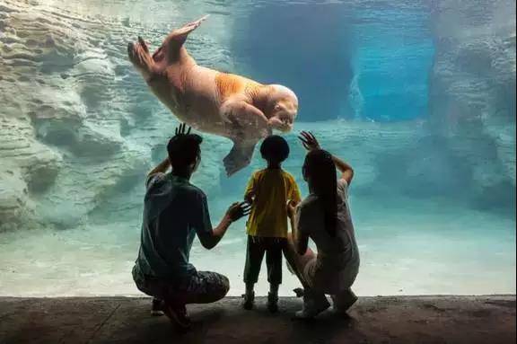 珠海|游珠海长隆海洋王国+精品主题客栈+早餐+卜卜贝1份仅928