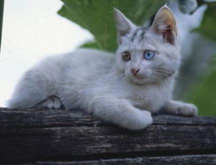 调皮的猫咪应该怎么训练？如何训练它们才听话？