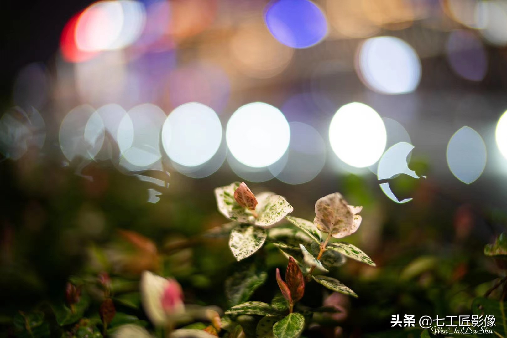 永诺50mmf1.8和七工匠35mmf1.4,七工匠人文镜头