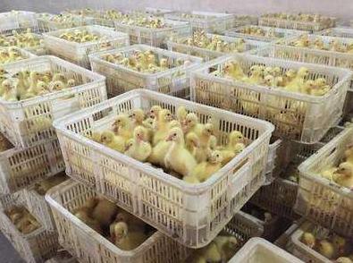 养鹅场一年能赚多少钱,养鹅场一年赚多少钱