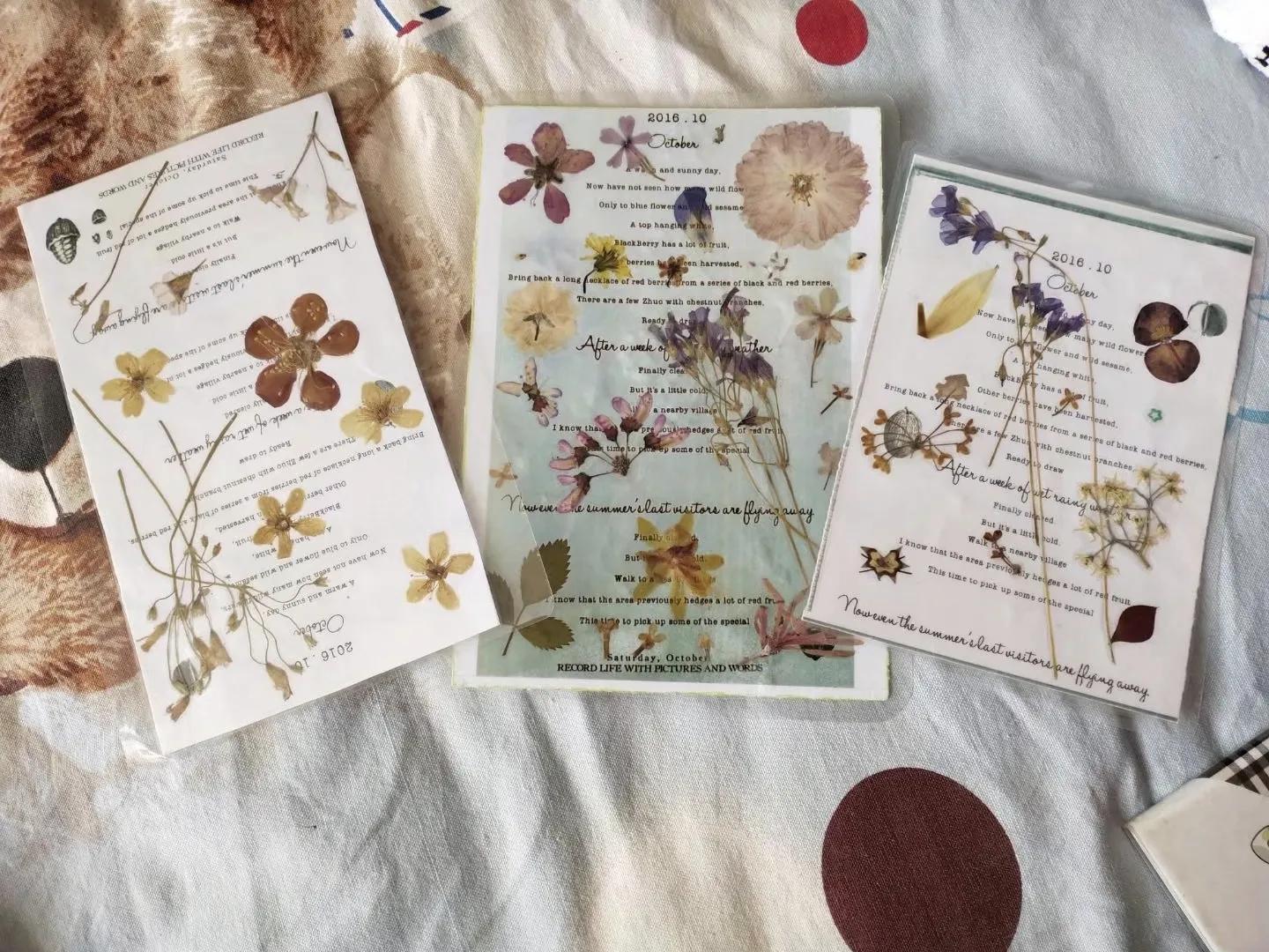 植物标本创意手工作品制作视频,植物标本手工创意