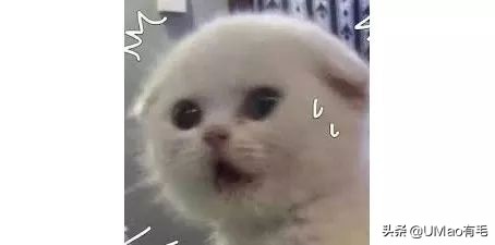 小猫咪托运怎样才最安全,如何托运小猫咪