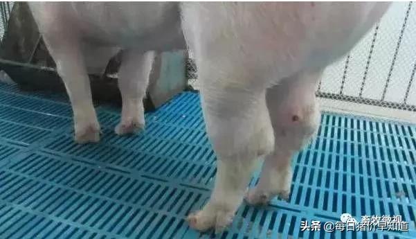 猪链球菌病最佳的防治手段,猪链球菌关节炎怎么预防