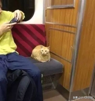 猫看到镜子里的自己,猫眼中的世界是什么样