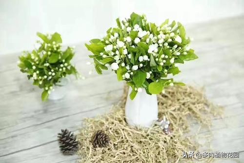 茉莉花叶子掉光初春怎样养护长叶,茉莉花黄叶怎么养护