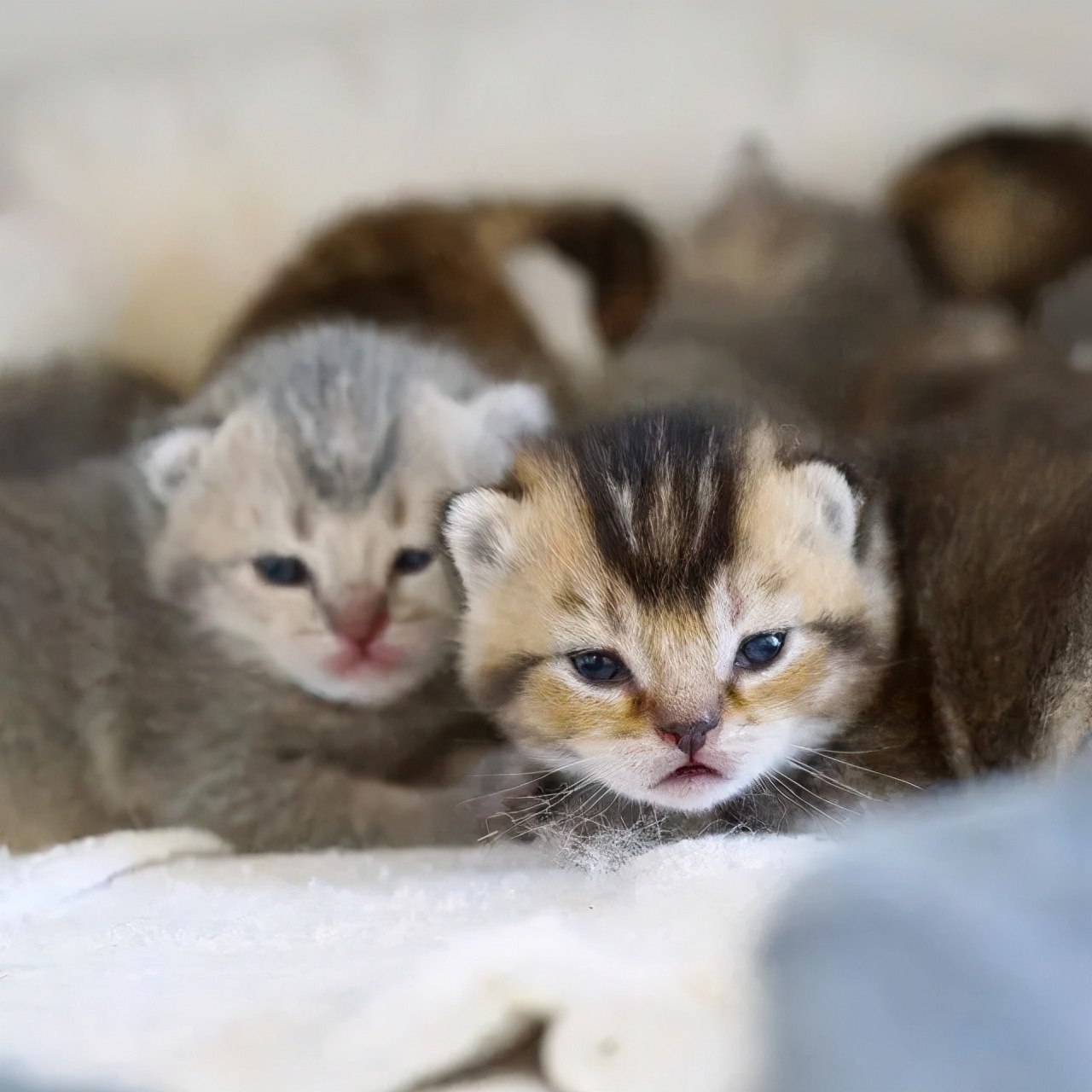 刚出生的小奶猫有多可爱,小奶猫幼崽可爱到犯规