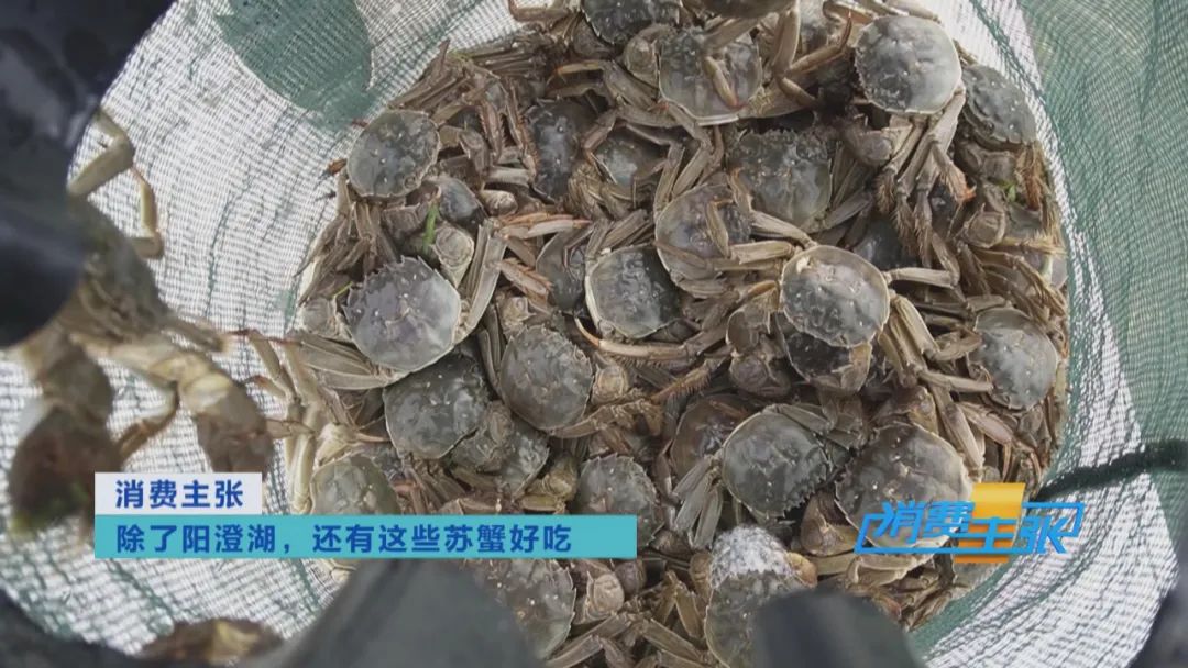 阳澄湖大闸蟹捕捞现场,大闸蟹捕捞现场