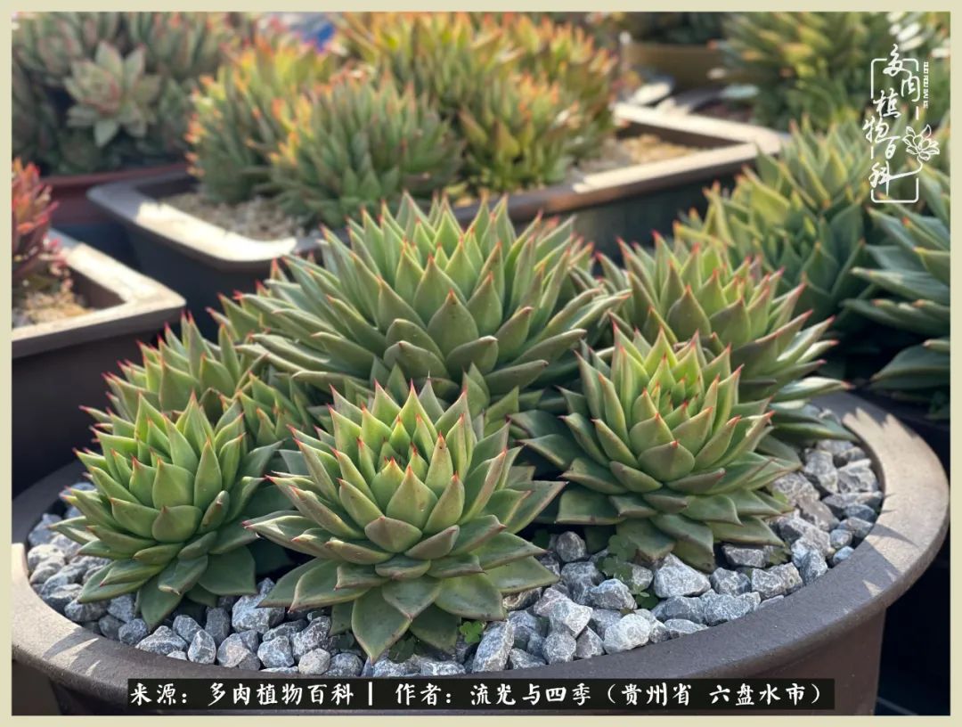 国庆假期你快乐吗?来,凉都美肉与你相伴一一小乌木的霸气东云