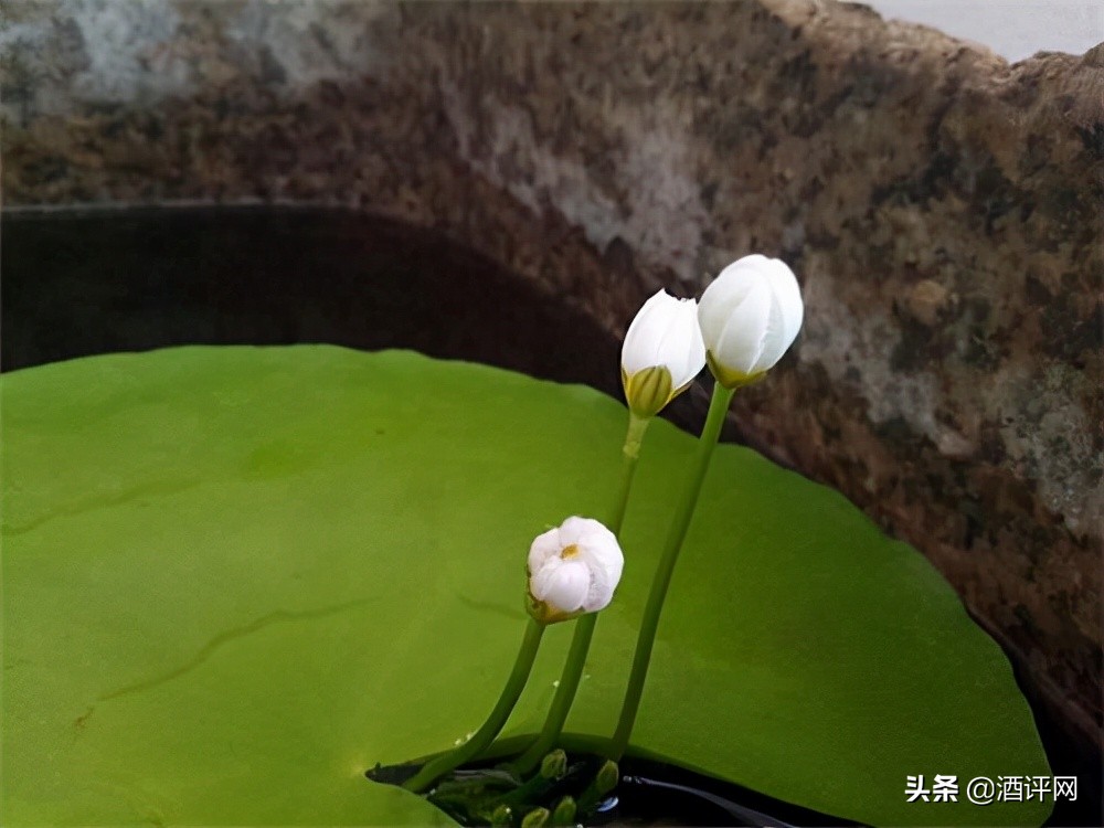 西凤官方旗舰店198元,西凤198元一瓶有哪些