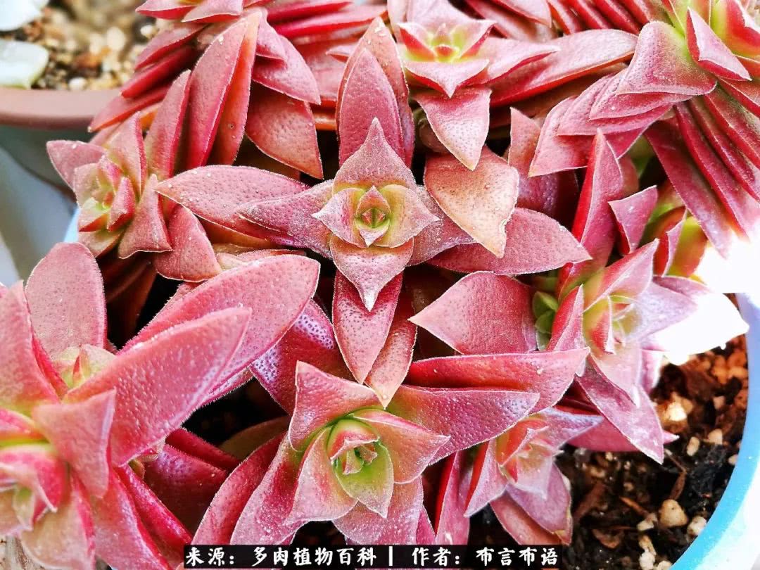 从多肉上感悟人生,多肉的真实生活感悟