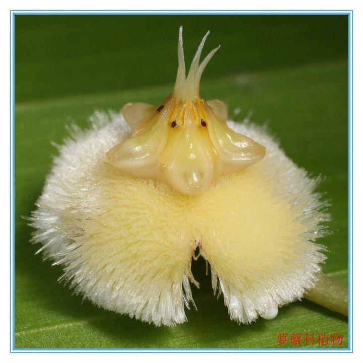 “上帝的指纹”及一些奇怪的花,世界真有趣