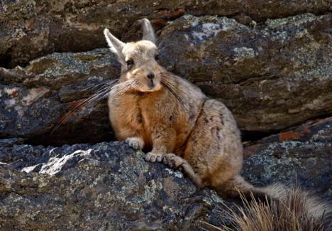 龙猫是不是老鼠的一类,龙猫到底是不是老鼠