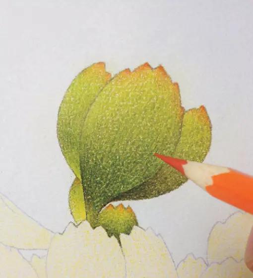 彩铅画入门教程多肉,彩铅画教程入门多肉