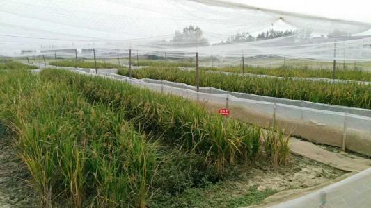 养殖青蛙一亩一年能出多少青蛙,青蛙养殖如何建场地青蛙才不会跑